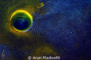 Eye of a yellow spotted filefish using the Remski Cuttlef... by Arun Madisetti 